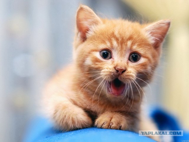 Котовторник!