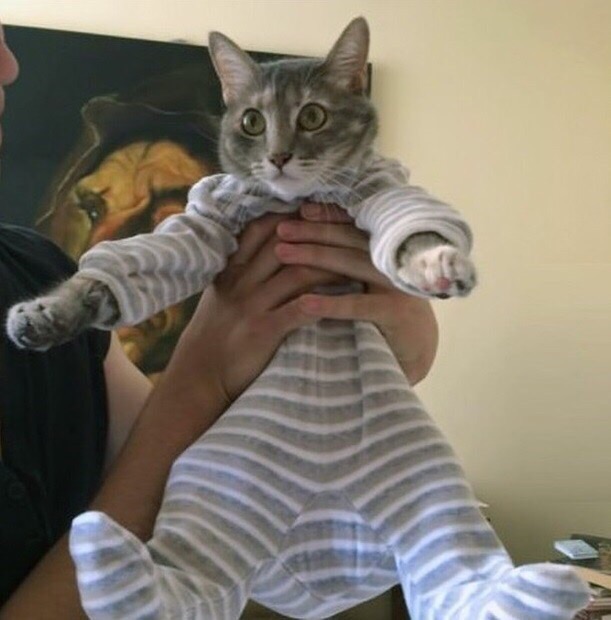 Прикольных котов пост