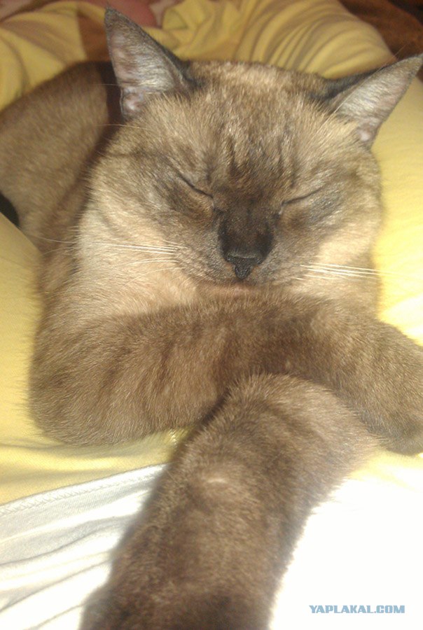 Котовторник  от 3.04.2012