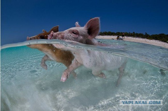 Неожиданный пловец