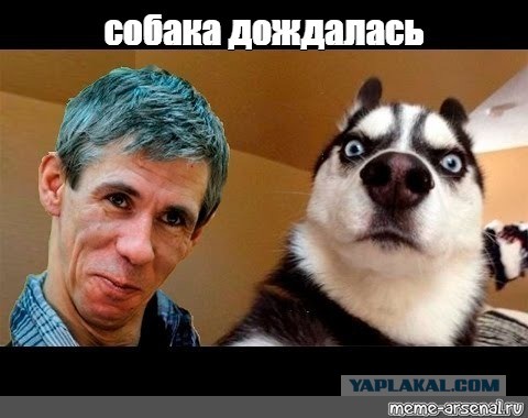 Овчарка дождалась хозяина из армии