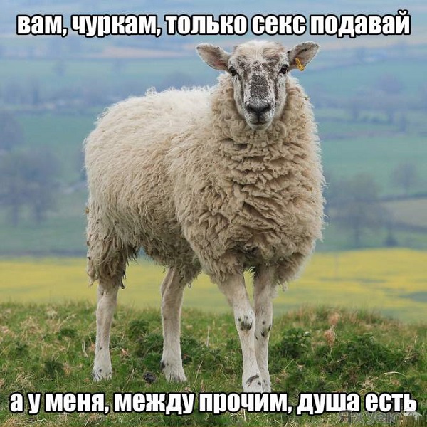 Картинки с надписями, фразы и анекдоты