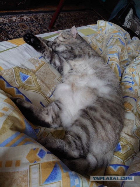 Котовторник. Добавляйте своих