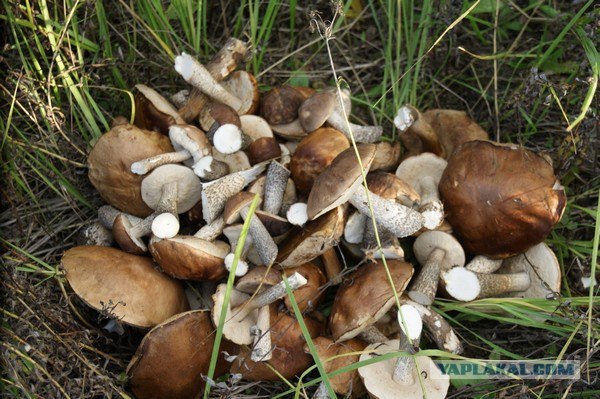 Телятина с подберезовиками)))