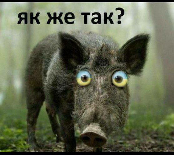 Ни когда не верьте туркам!