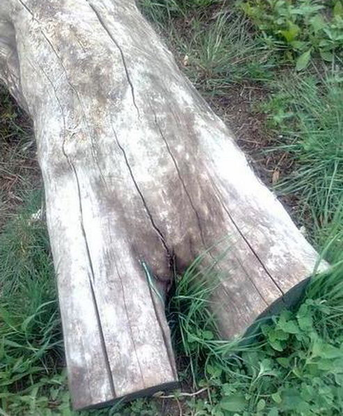 Видели брёвна?