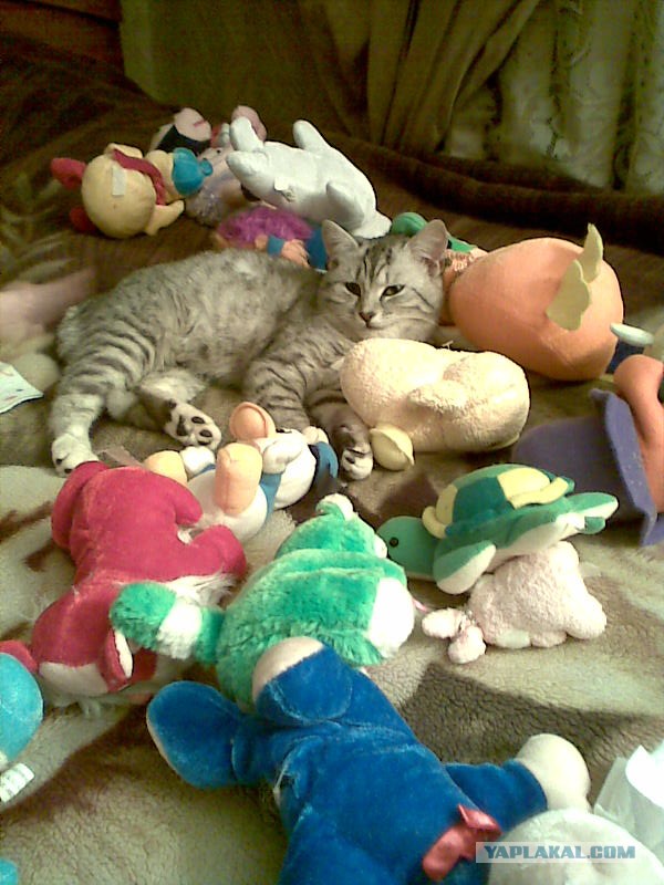 Котовторник 26.03.2013