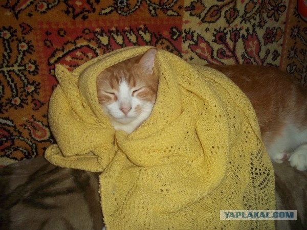 Котовторник 26.03.2013