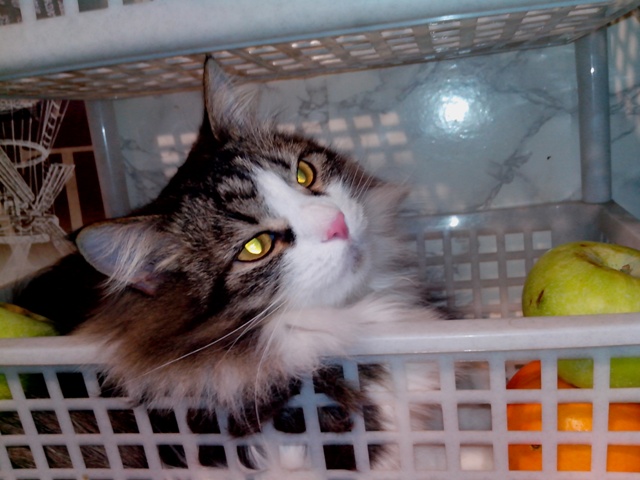 Котовторник 16.04.2013