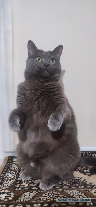 Котовторник