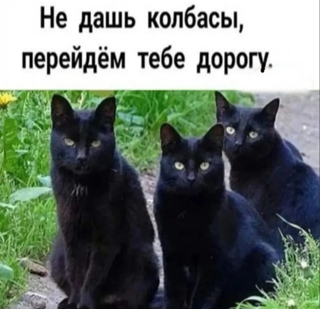 К котовторнику: подборка картинок-баянов с котиками и про котиков. Выпуск 11