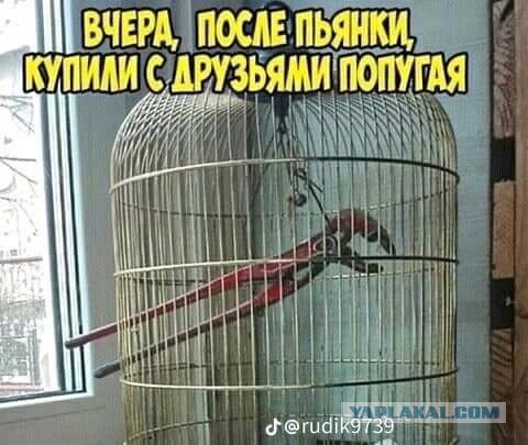 Веселые картинки в понедельник (24.11)