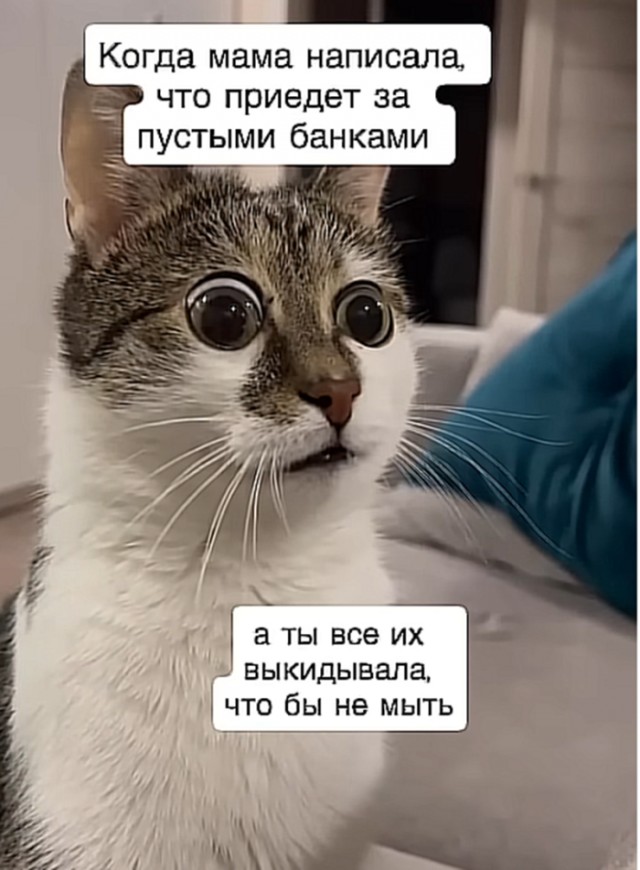 К котовторнику: подборка картинок-баянов с котиками и про котиков. Выпуск 31.