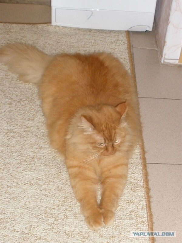 Котовторник 26.11.2013