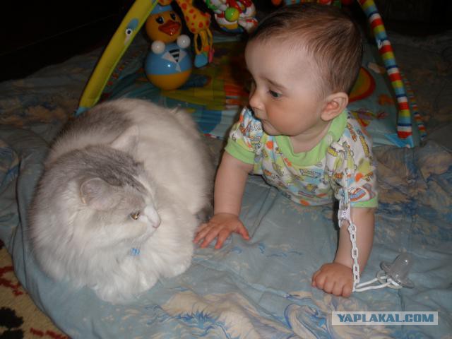 Котовторник 18.03.2014
