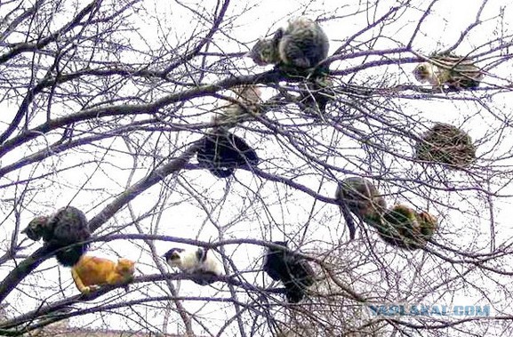 Старые дворы Одессы, коты и кошки