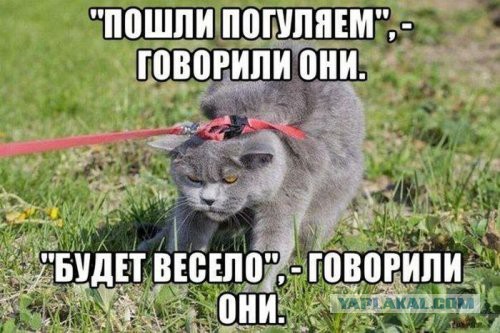 Котовторник 24.06.2014