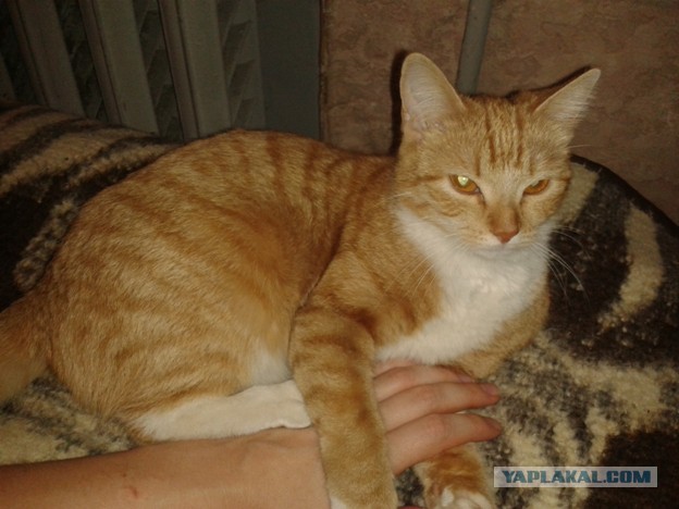 Котовторник 25.11.2014