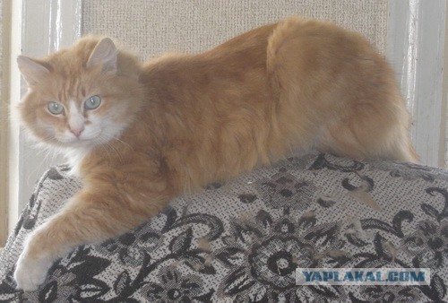 Жизнь домашнего приюта для котеек 37