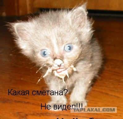 Зверский позитив