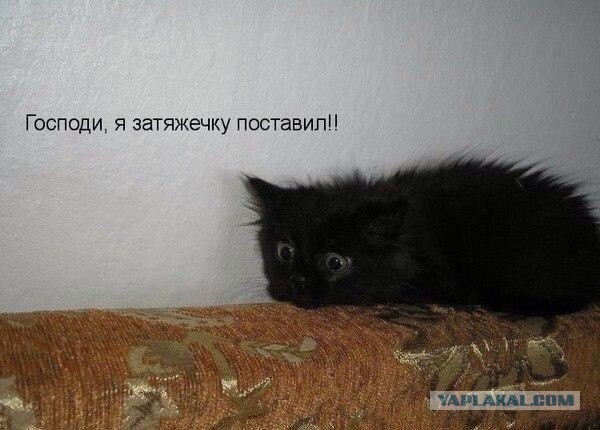 Котовторник 7.07.2015