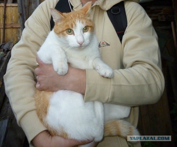 Котовторник 7.07.2015