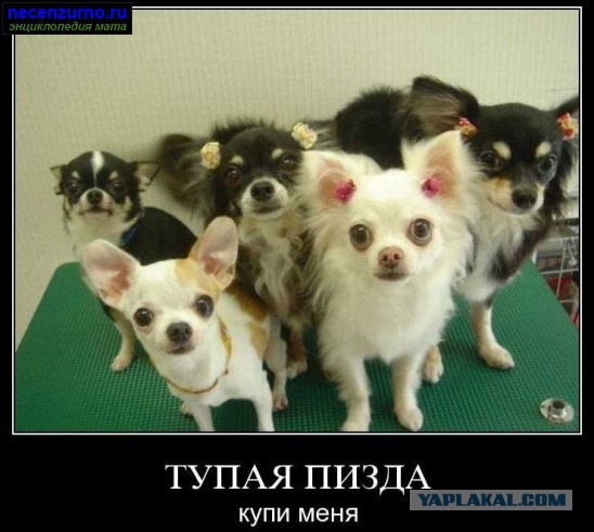 Вторник-повторник