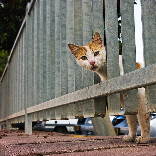 Котовторник 29-09-2015,