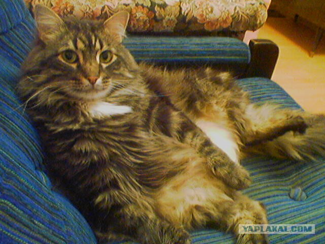 Пост невероятной кошачьей красоты. 25 фот.