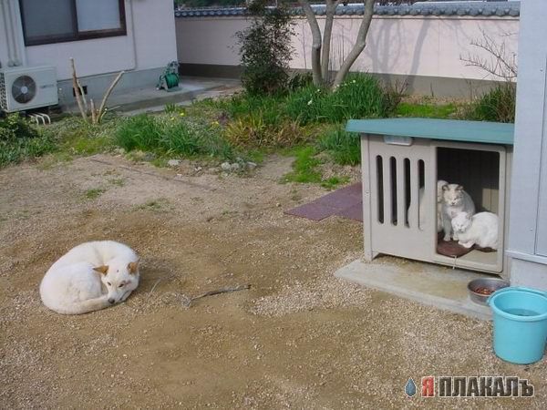 Коты, кошки, котята