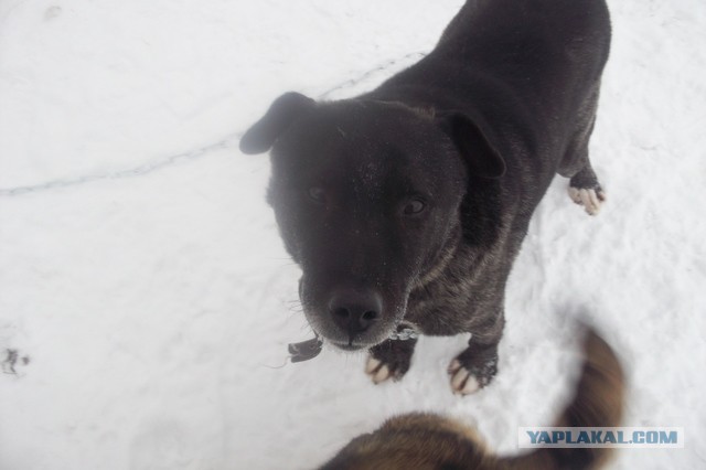 Исчезающая собака