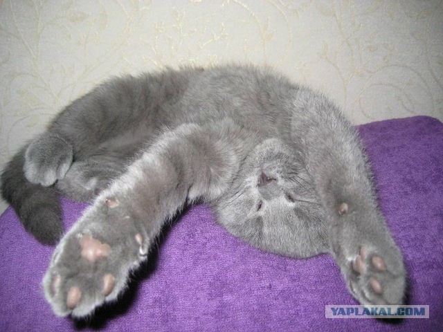 Когда твой кот уснул как...