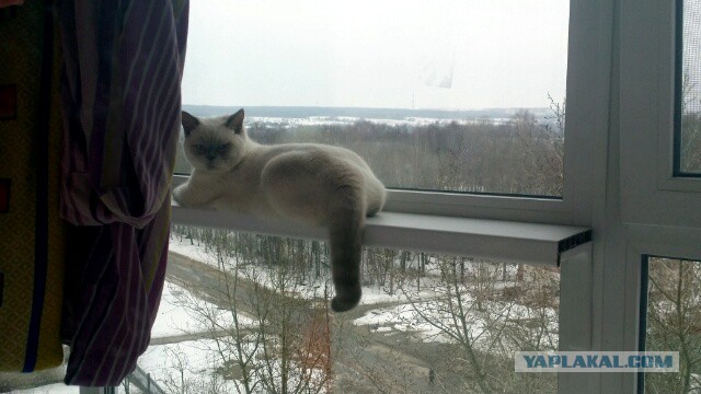 Котовторник 29.03.2016