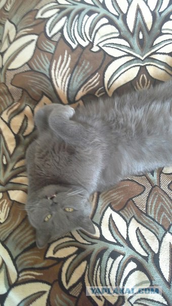 Котовторник 26.07 2016
