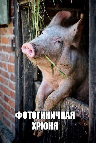 Картинки и гифки с юмором в честь дня малинового варенья
