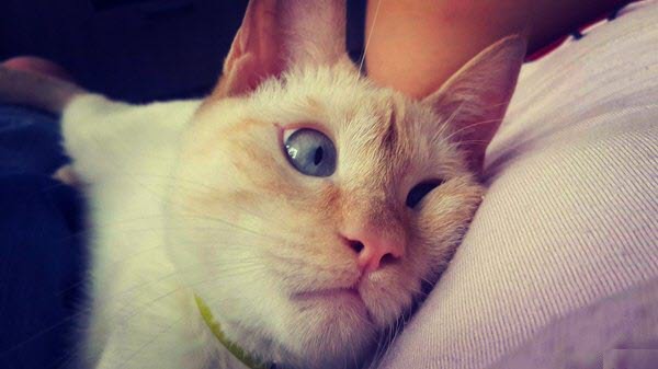 Выглядывающие коты