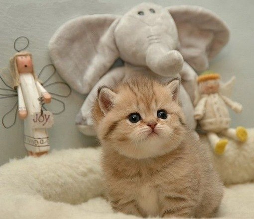 Коты из сети