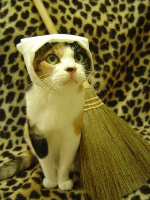 Коты из сети