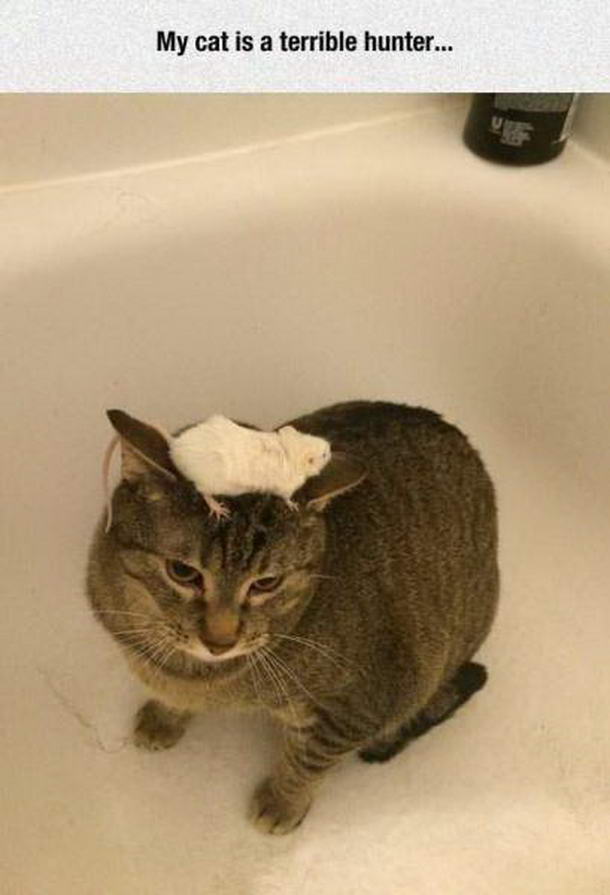 Коты из сети