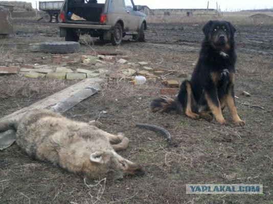 Волк напал на собаку!