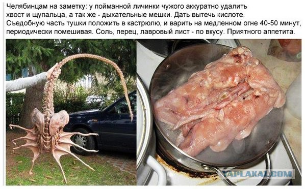 Полез Чужой, что делать?