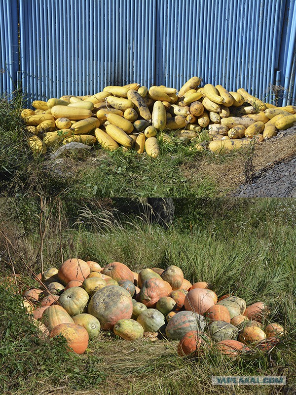 Про "хобби" родителей - пенсионеров