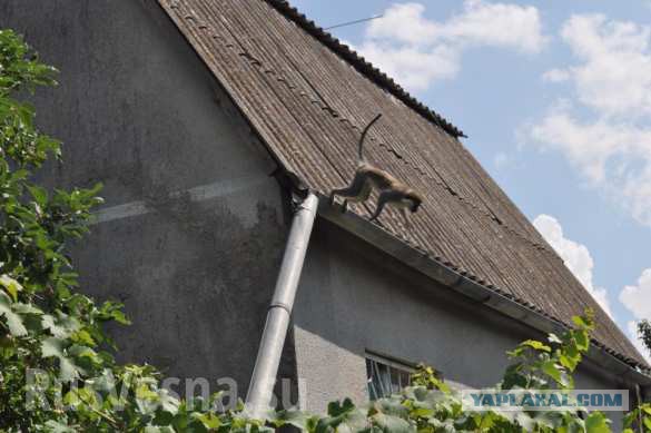 В Одесской области стая обезьян сбежали из частного зоопарка и поселились на территории дачного кооператива