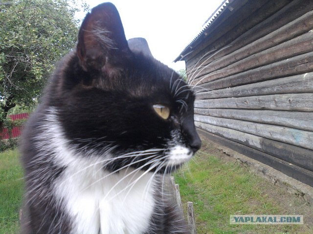 Супер-котофото на котовторник
