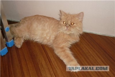 Коты до и после