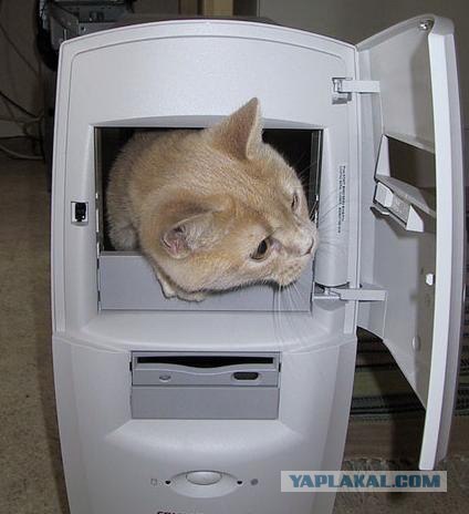 Котовторник (начало в супермаркете!)