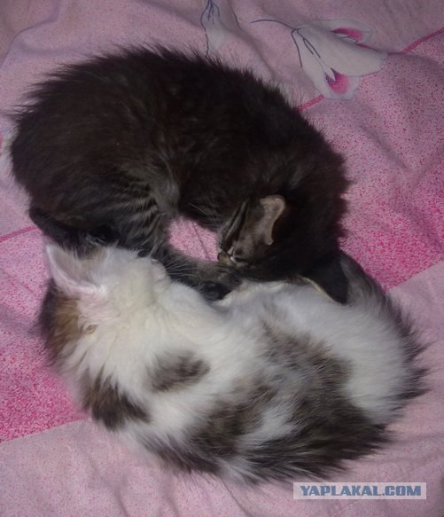 Котовторник 29.05.2012