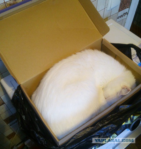 Зимние коты