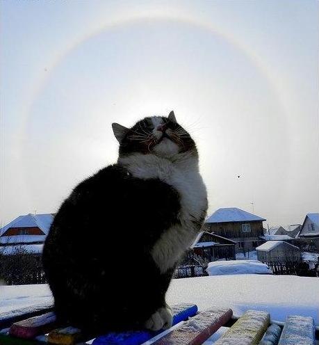 8 основных законов котиков