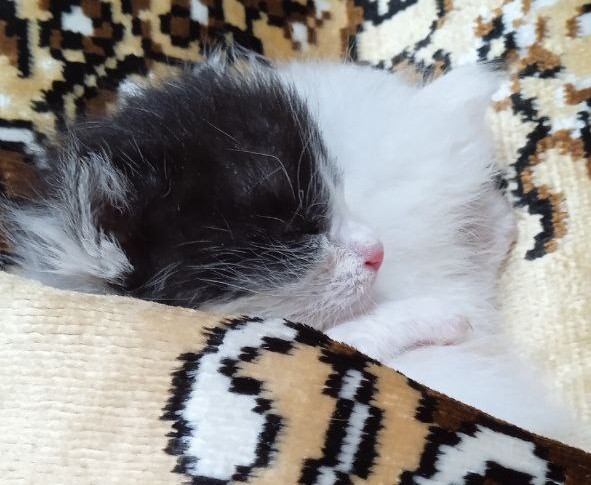 Наш кот усыновил котят
